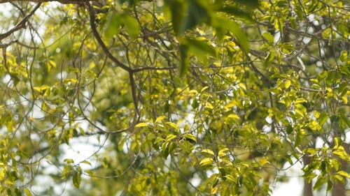 Lush Green Leaves Swaying on Tropical Tree