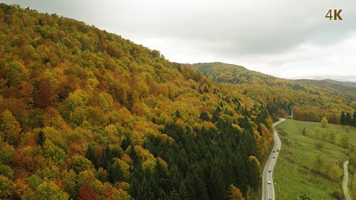 Flying Across the Road the Forest Autumn 2
