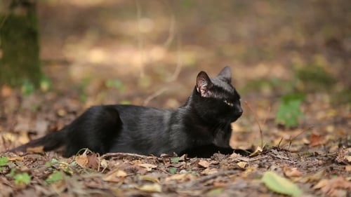 Young Black Cat Is Resting In The Forest