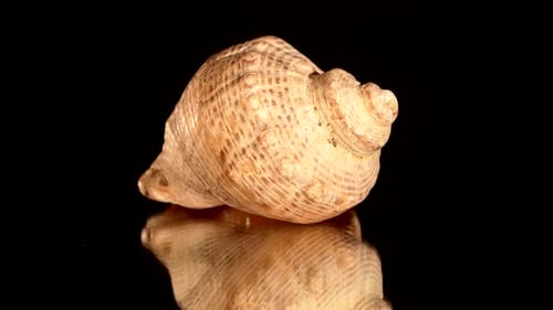 Coquillage rond sur fond noir, rotation, réflexion, gros plan