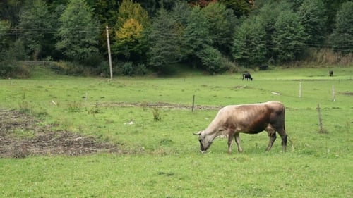 Cow Pastures At The Mountain Meadow