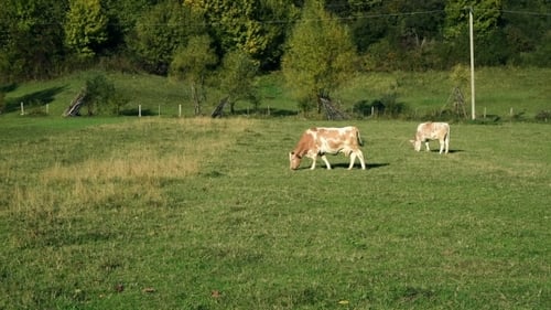 Cow Pastures At The Meadow