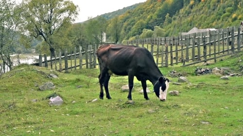 Kuhweiden am Flussufer