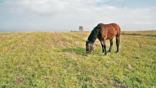 Horse At The Green Grass Meadow