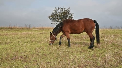 Horse At The Green Grass Meadow