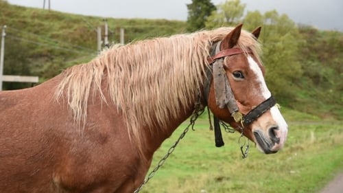Caballo con hermosa melena
