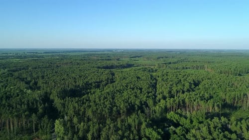 Aerial View Forest and Deforestation in Summer Drone Flying Over Green Trees