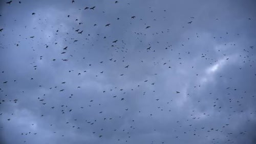 Flock of birds fly against cloudy sky