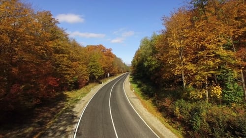 Autumn Forest With Road