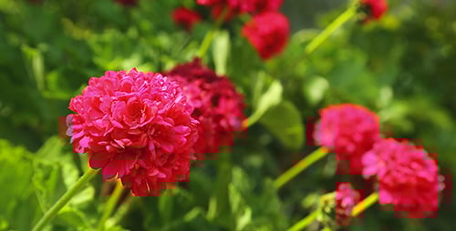 Beautiful Red Flowers Blooming in the Garden
