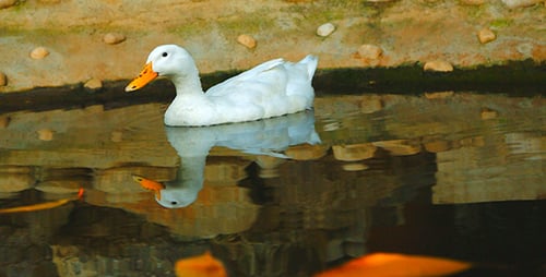 Duck