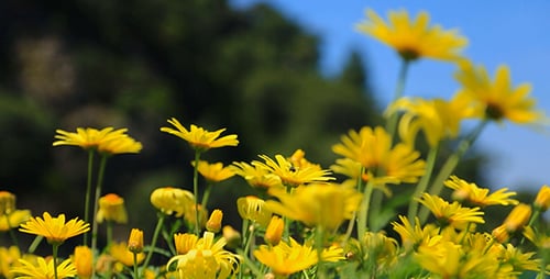 Field of Bright Yellow Flowers in Bloom