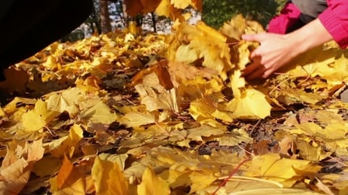 Gathering Golden Leaves in Autumn Park
