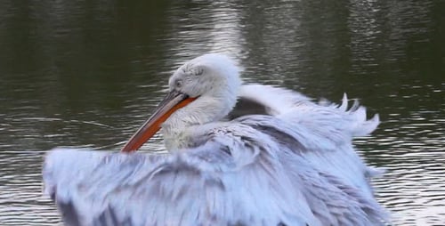 Bird Pelican