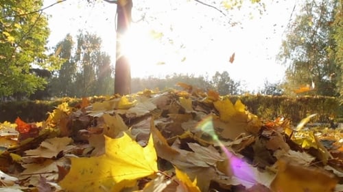 Yellow Leaves Fall To The Ground In The Autumn