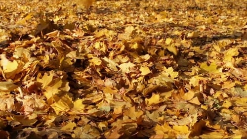 Yellow Leaves Fall To The Ground In The Autumn