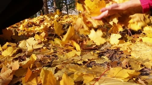Hands Playing with Autumn Leaves in Park