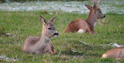 Deer Resting Peacefully in a Rural Meadow