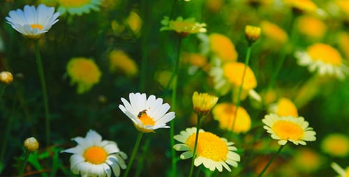 Bee On Daisy