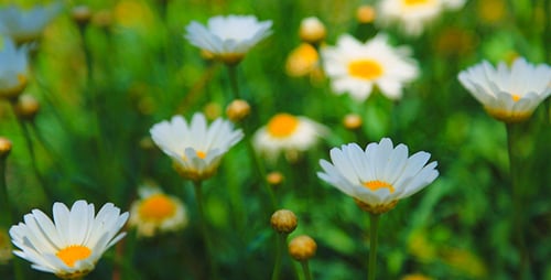 Field of Blooming Daisies in Green Meadow