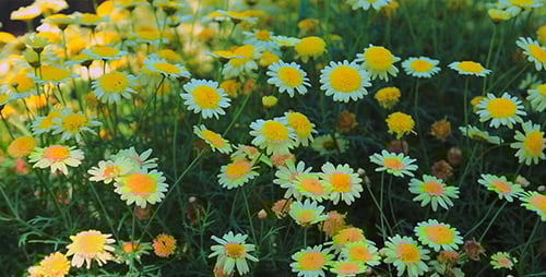 Daisies Swaying Gently in the Breeze