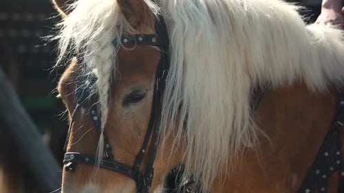 Beautiful Chestnut Horse With White Mane Close Up