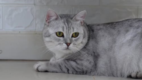 Gray Tabby Cat Resting Indoors