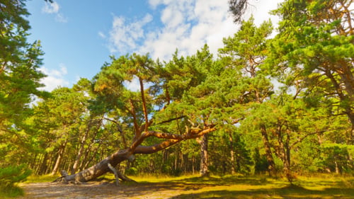 Sloping Pine In The Forest
