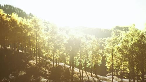 Sunset with Orange Clouds on the Sky and the Rays of the Sun