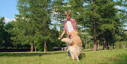 Aktives Hunde-Training