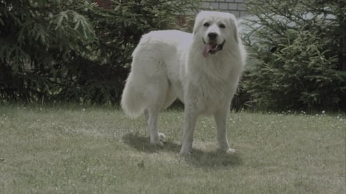 Big White Dog On The Grass In The Garden Hot