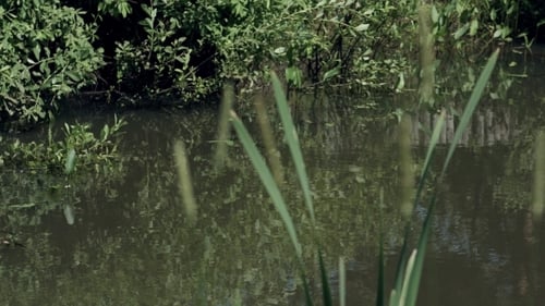 Summer Pond With Reed And Reflection In Green