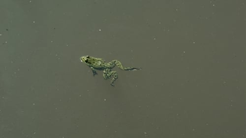 Frosch schwimmt in einem Teich