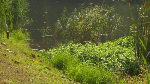 Homme avec sac à dos marche sur la colline près du lac