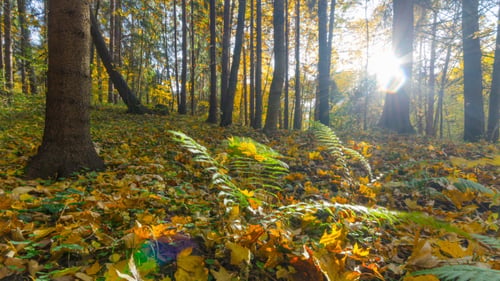 Herbstwald und Sonne