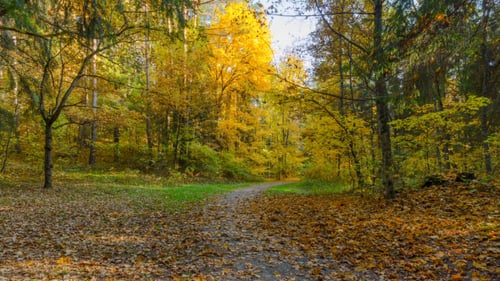 Autumn Forest