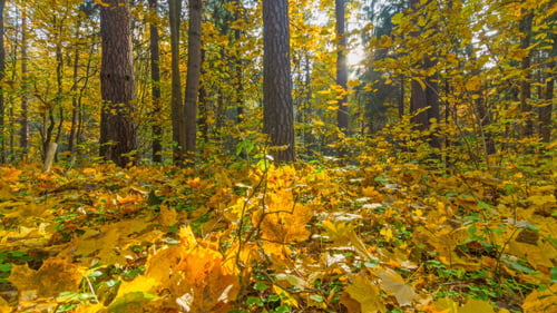Autumn Forest And The Sun