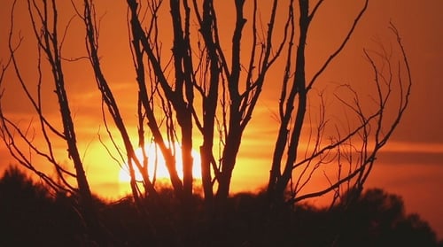 Brilliant Countryside Sunset with Silhouette Trees