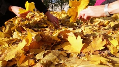 People Gathering Autumn Leaves in a Sunny Park