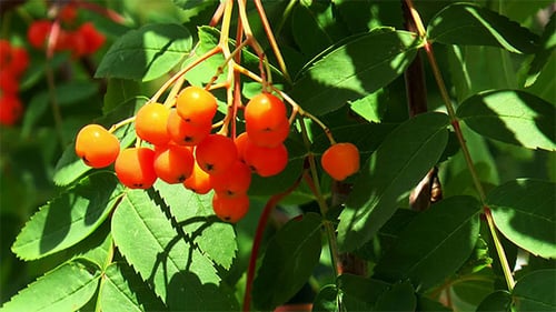 Bündel Rowan