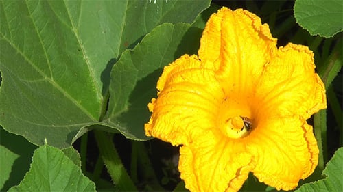 Eine Biene bestäubt einen Blumenkürbis