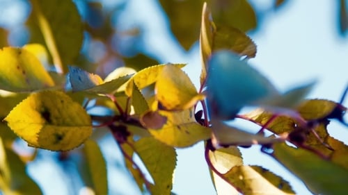 Leaves blowing on tree branch on sunny day