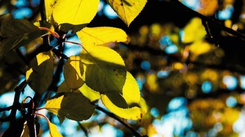 Sunlit Yellow Leaves Swaying on a Tree Branch