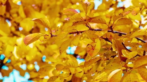 Vibrant Yellow Autumn Leaves on Tree Branches