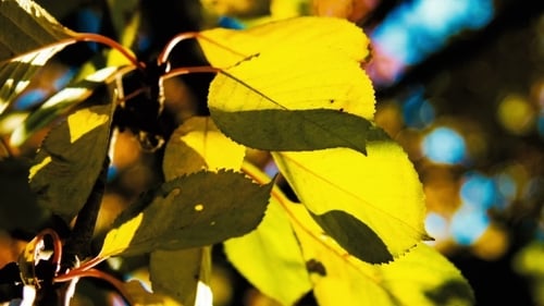 Yellow Leaves in Natural Autumn Light
