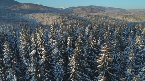 Aerial View of Snow Covered Forest in Winter