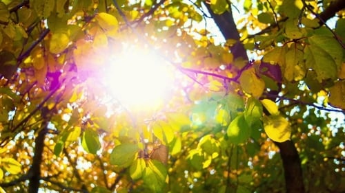 Sunlight Streaming Through Colorful Autumn Tree Leaves