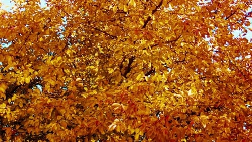 Vibrant Yellow Autumn Leaves on Tree Branches