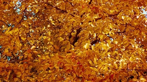 Golden Autumn Leaves Shimmering in the Sunlight