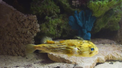 Fische